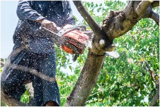 tree services Holly Lake Ranch